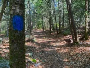 Hiking trail with blue marker painted on tree.